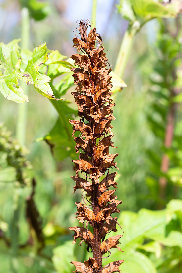 Image of Orobanche pallidiflora specimen.