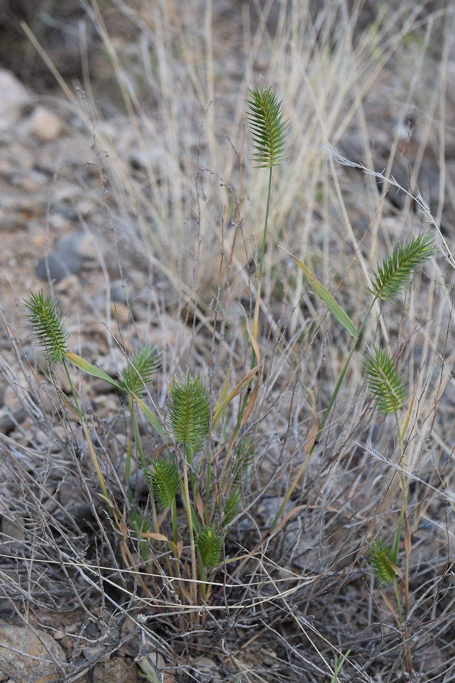 Изображение особи Agropyron pectinatum.