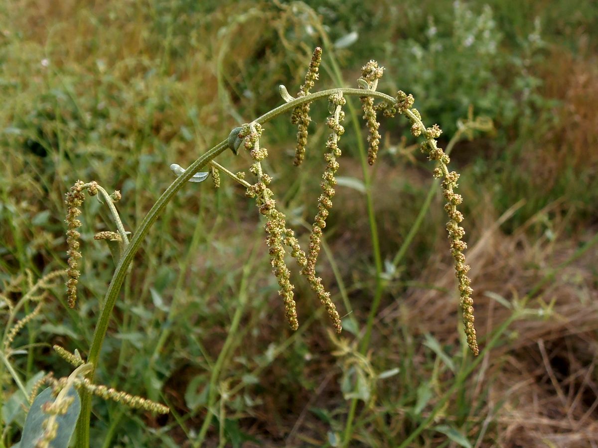 Изображение особи Atriplex micrantha.