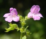 Drymosiphon grandiflorus