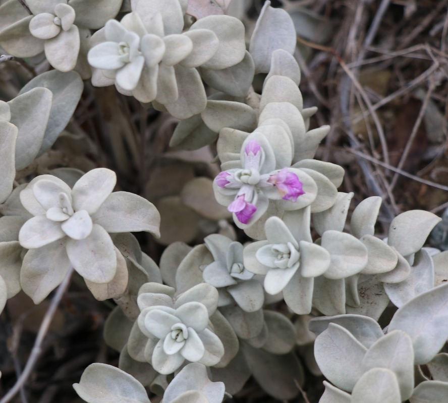 Image of Stachys stschegleewii specimen.