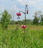 Lilium pilosiusculum. Верхушка побега с цветками. Иркутская обл., Иркутский р-н, р. Иркут, о. Беляева, луг. 29.06.2020.