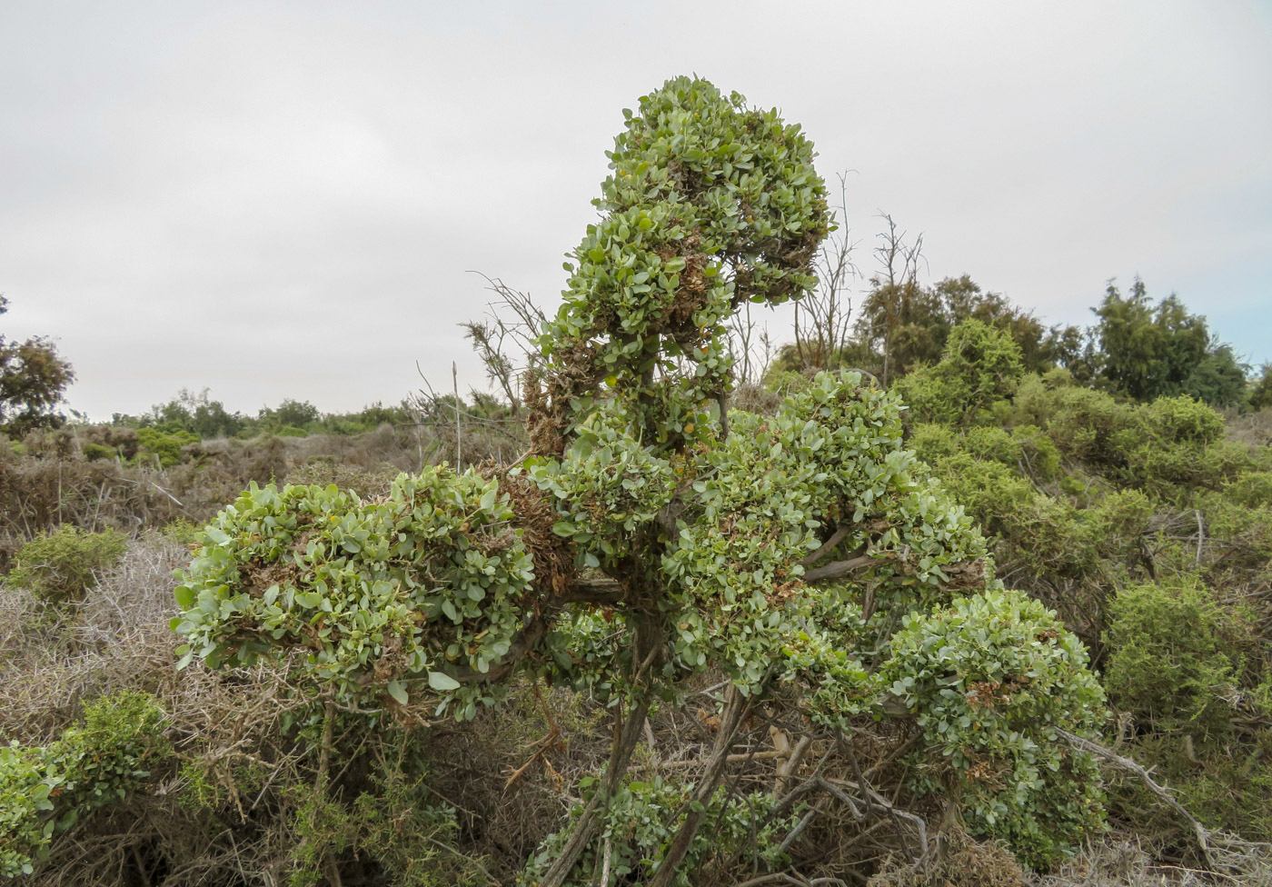 Image of Atriplex capensis specimen.