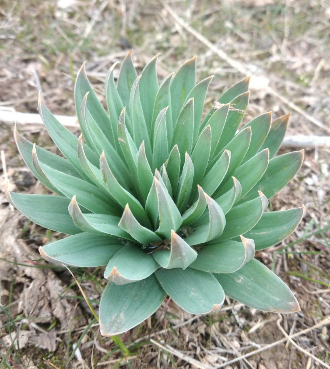 Image of genus Eremurus specimen.