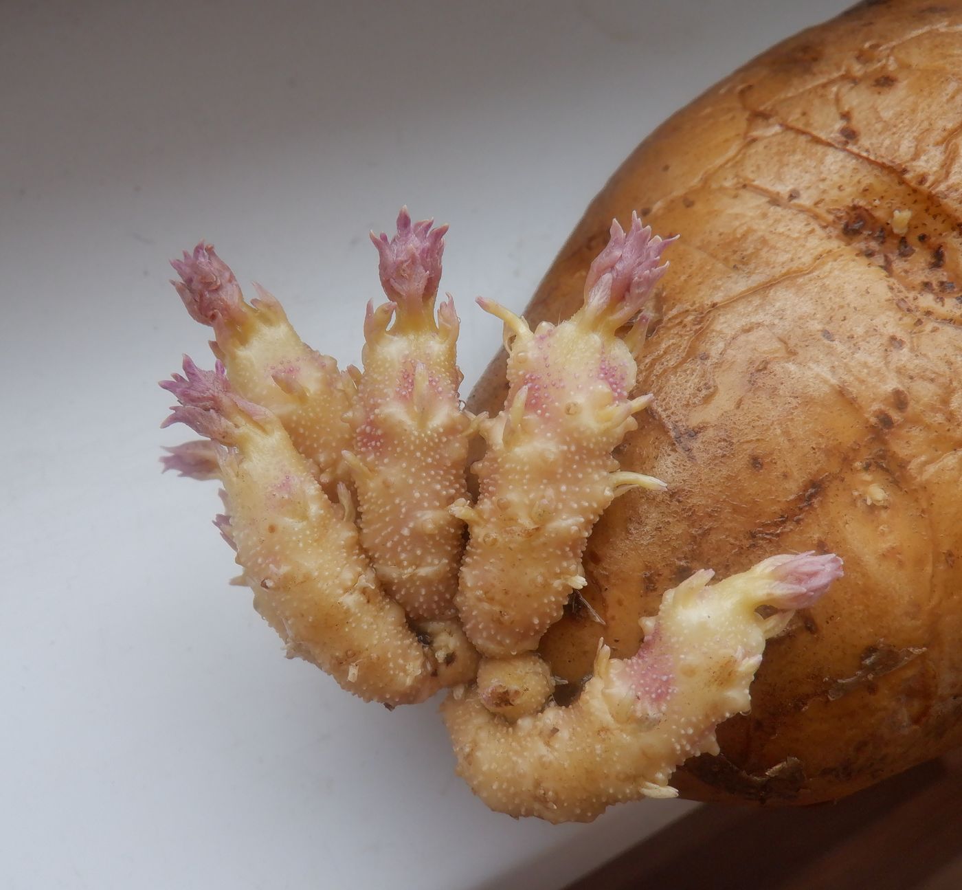 Image of Solanum tuberosum specimen.