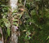 Anthurium scandens