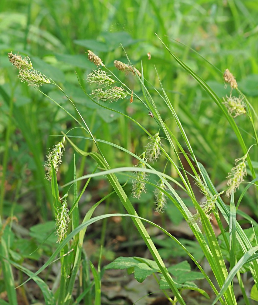 Изображение особи Carex arnellii.