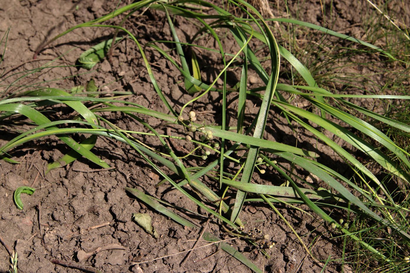 Image of Hyacinthella leucophaea specimen.