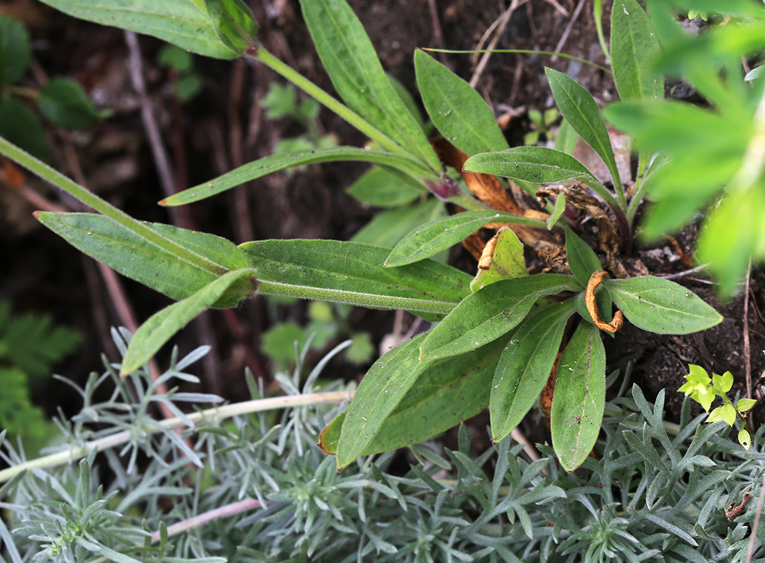 Image of Silene obscura specimen.