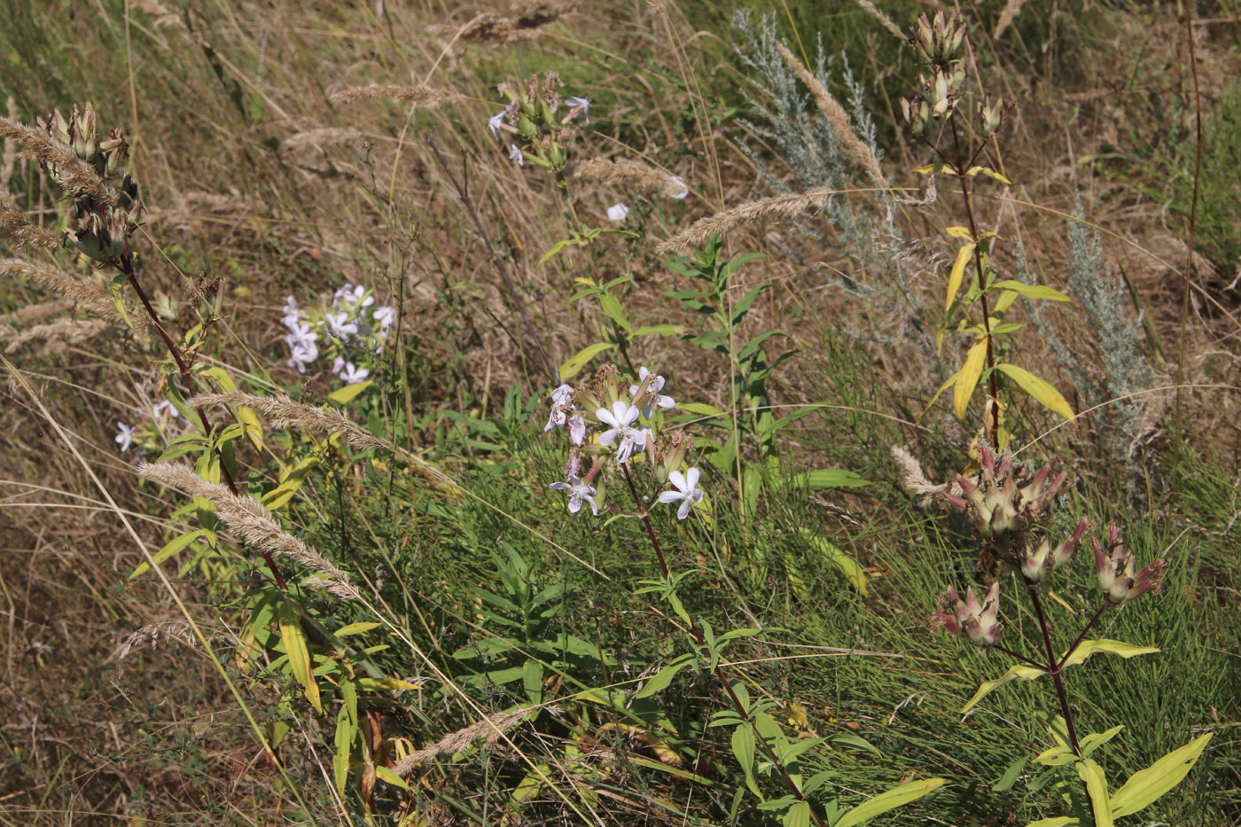 Изображение особи Saponaria officinalis.