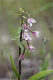 Epipactis palustris