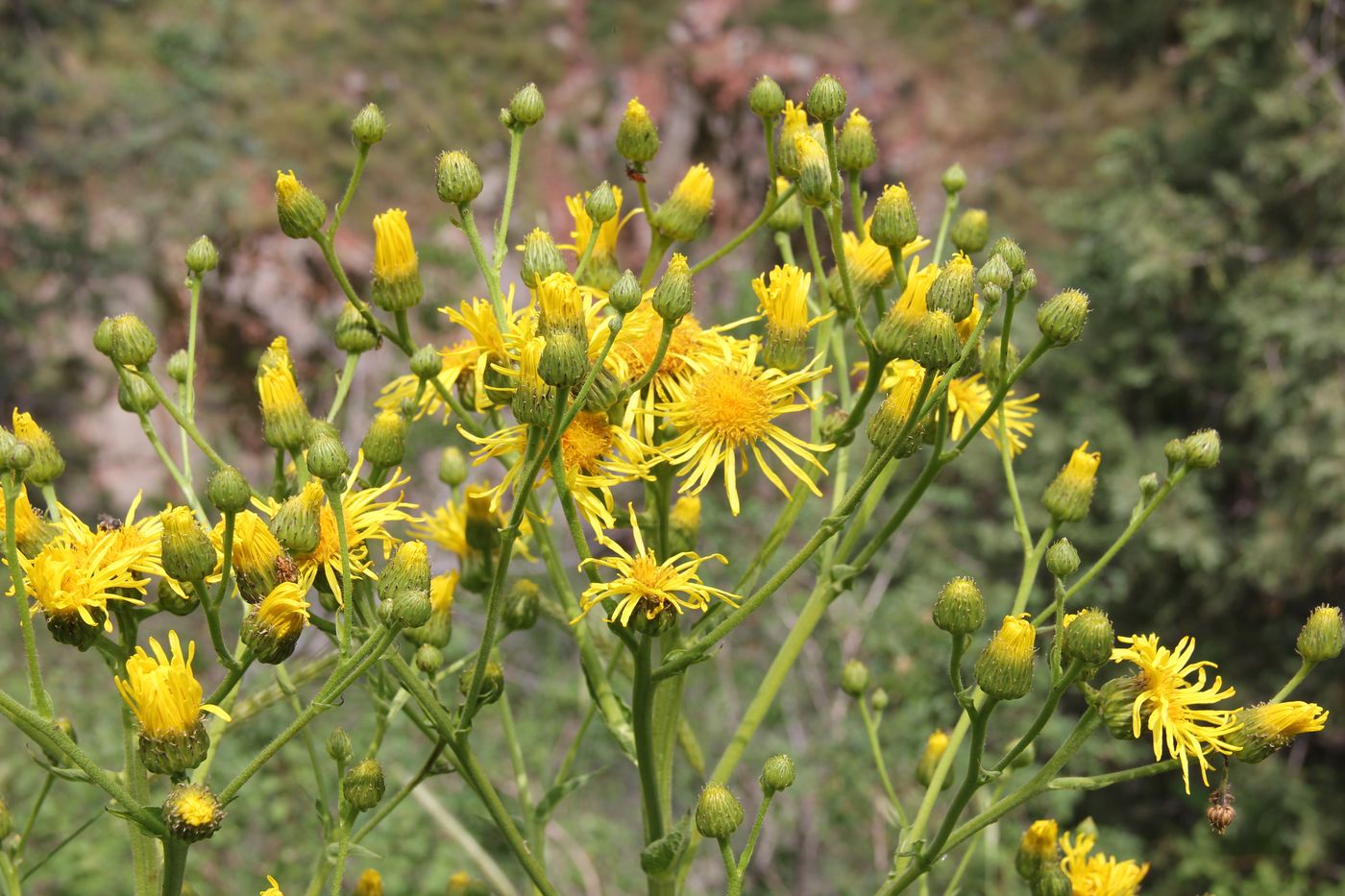 Изображение особи Inula macrophylla.