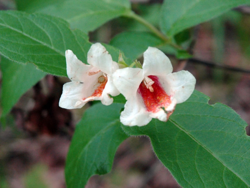 Image of Weigela middendorffiana specimen.