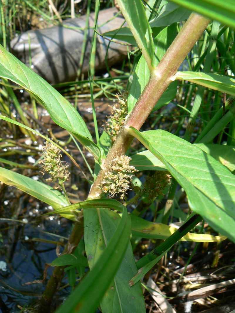 Image of Naumburgia thyrsiflora specimen.