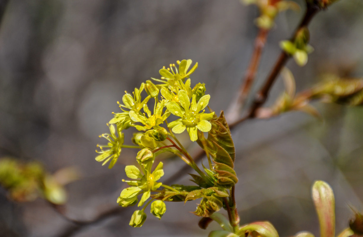 Изображение особи Acer platanoides.