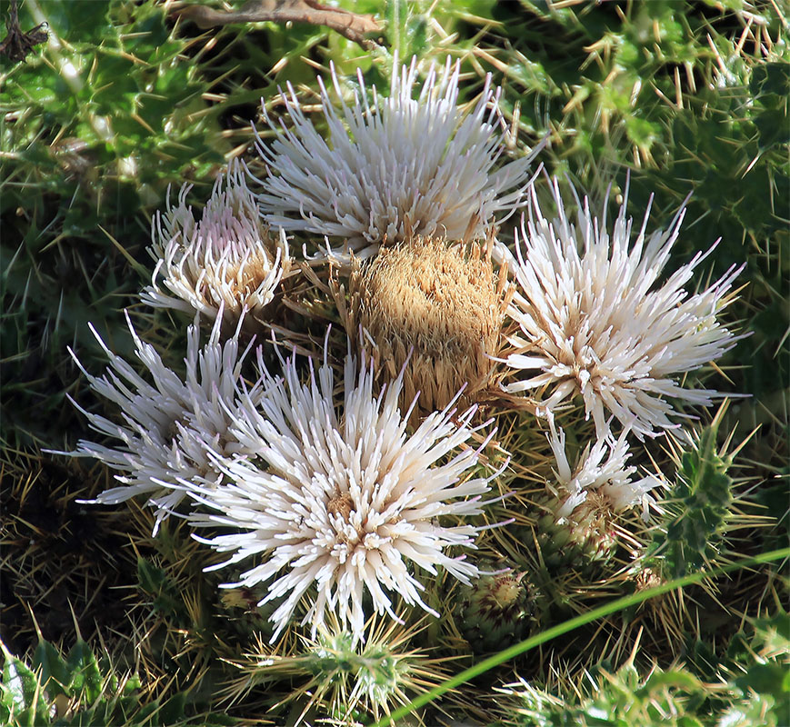 Image of genus Cynara specimen.