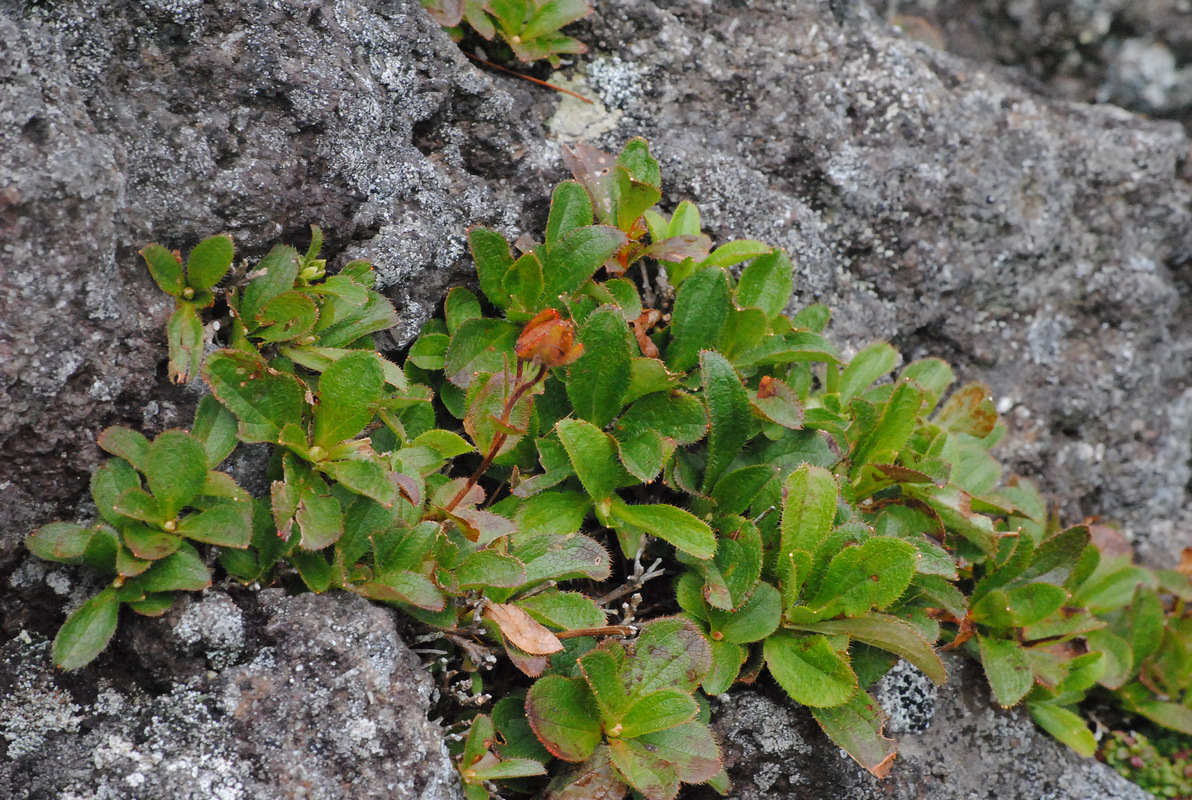 Image of Rhododendron camtschaticum specimen.