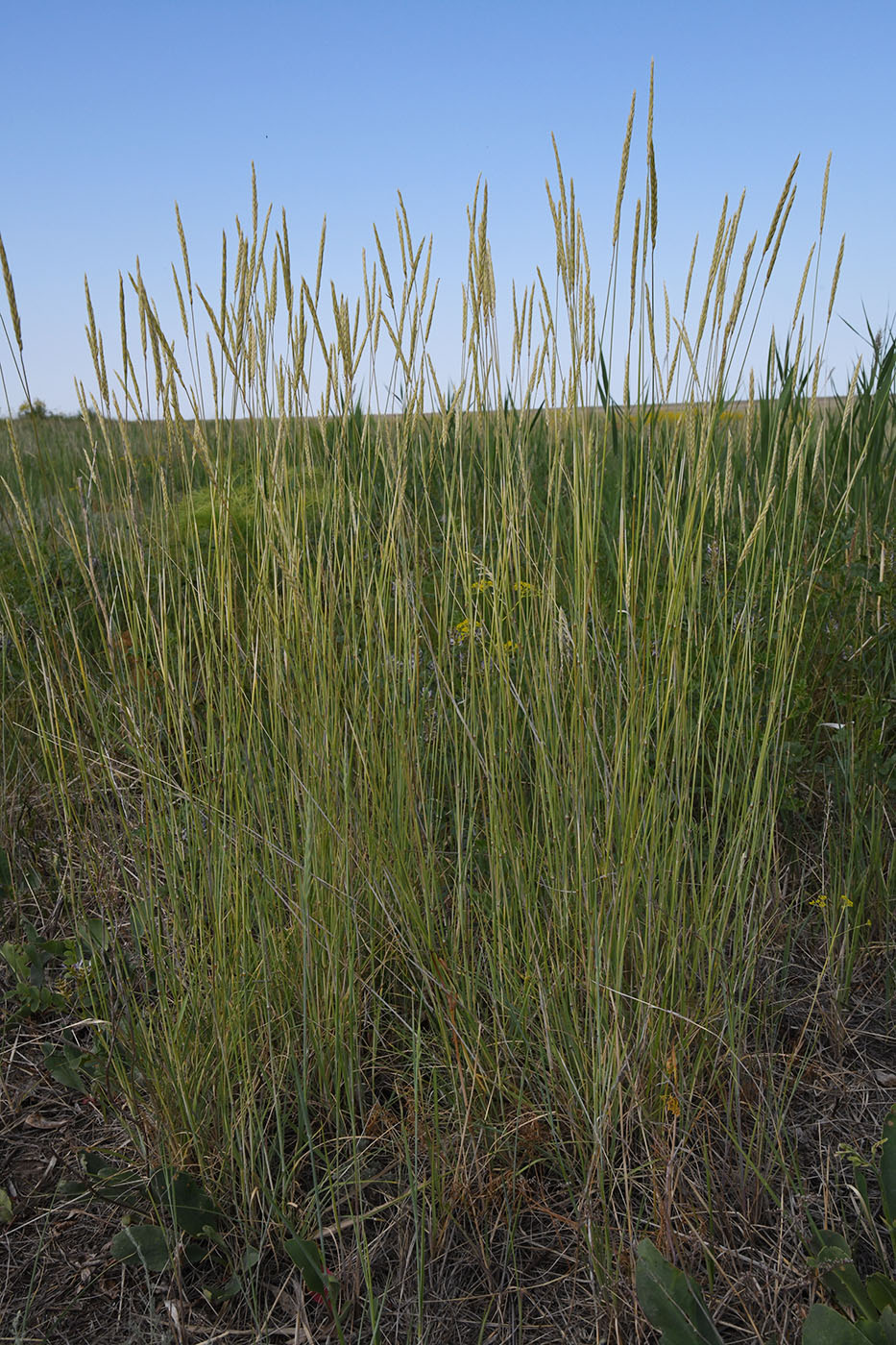 Image of familia Poaceae specimen.