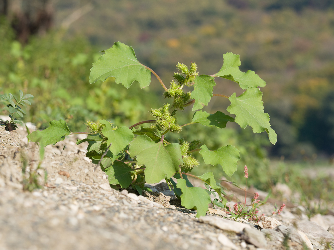 Image of Xanthium orientale specimen.