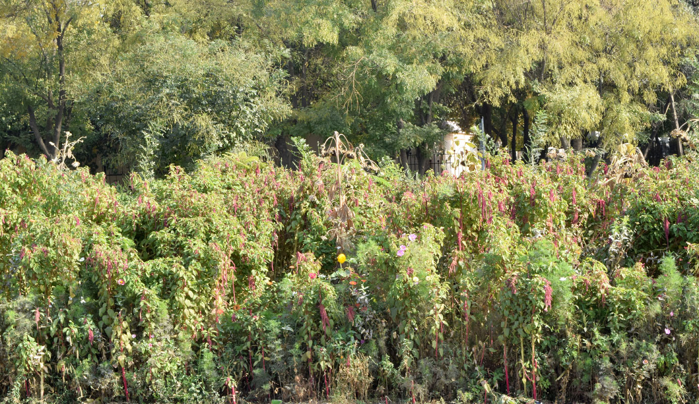 Image of Amaranthus caudatus specimen.