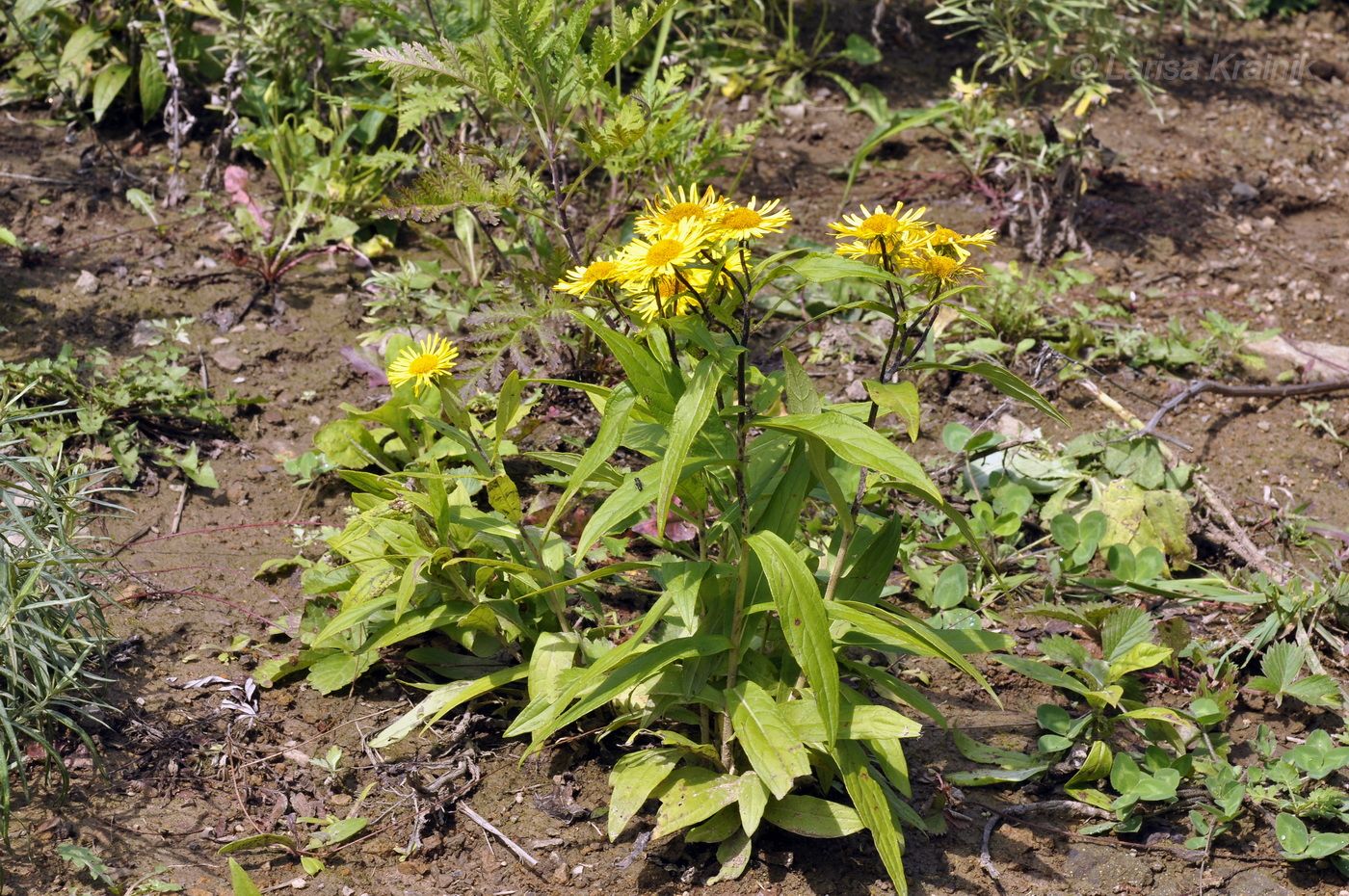 Image of Inula japonica specimen.