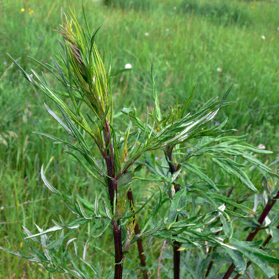 Image of Artemisia vulgaris specimen.