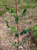 Hieracium robustum