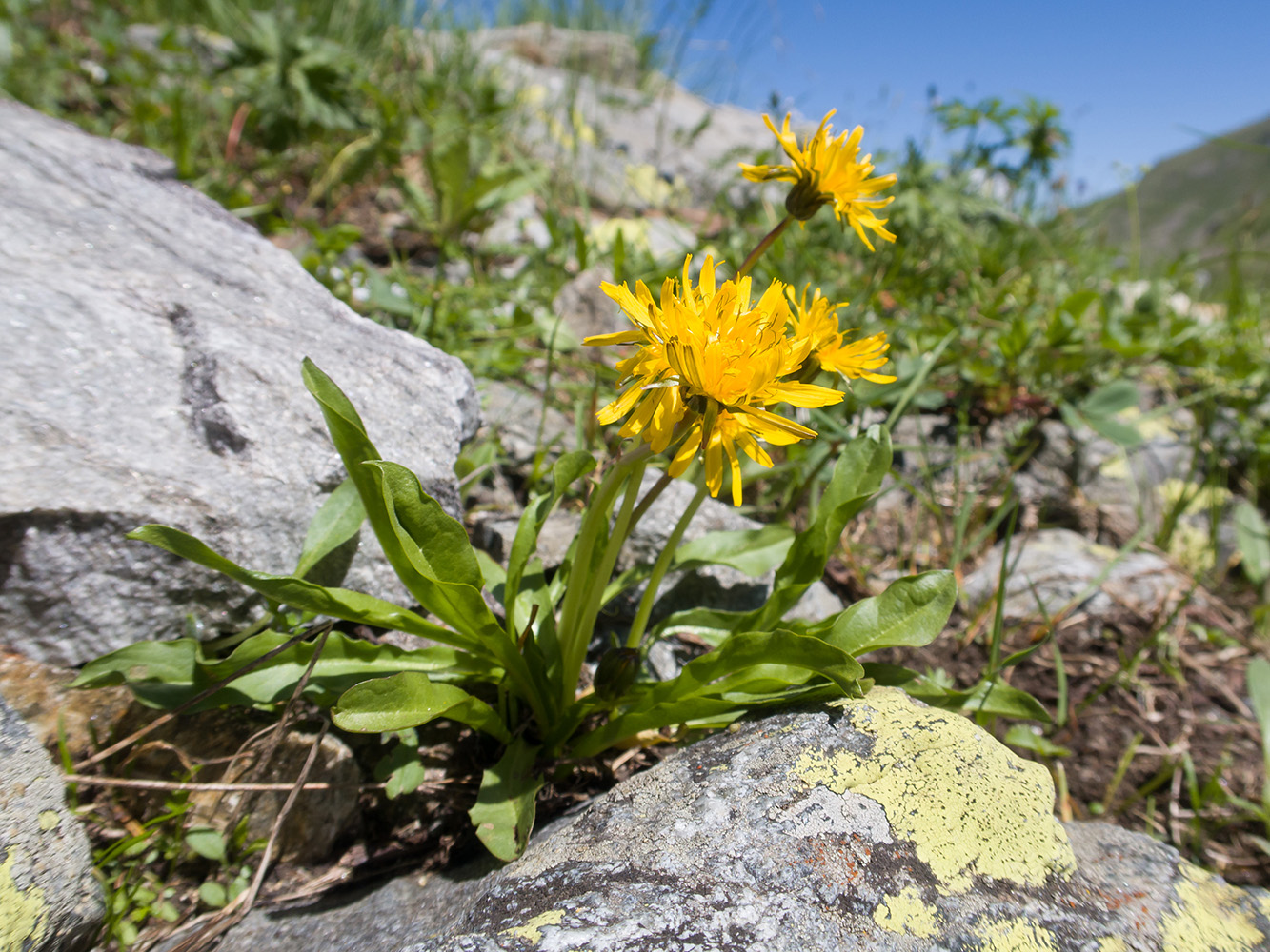 Изображение особи род Taraxacum.