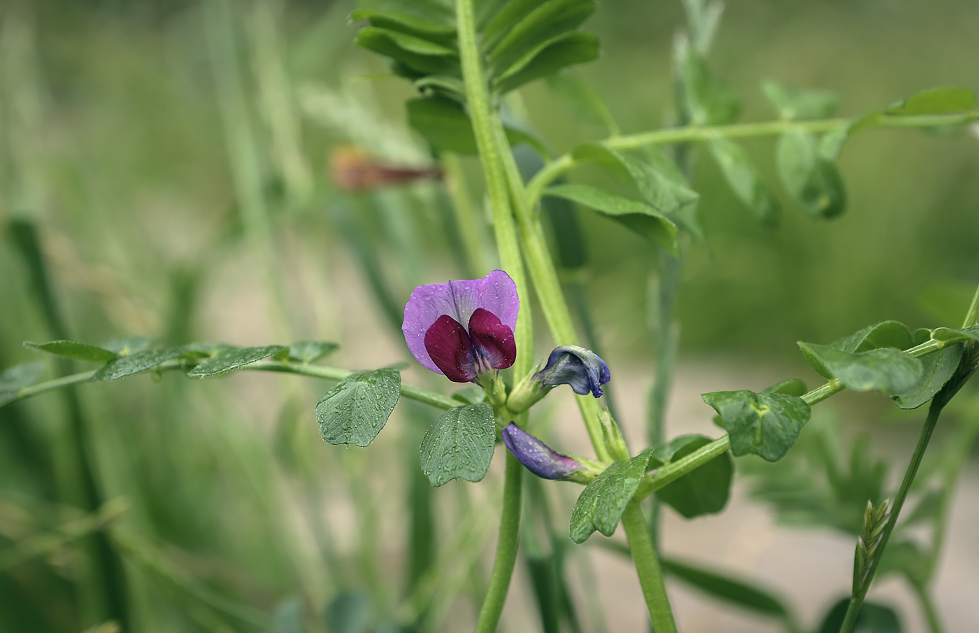 Image of Vicia sativa specimen.