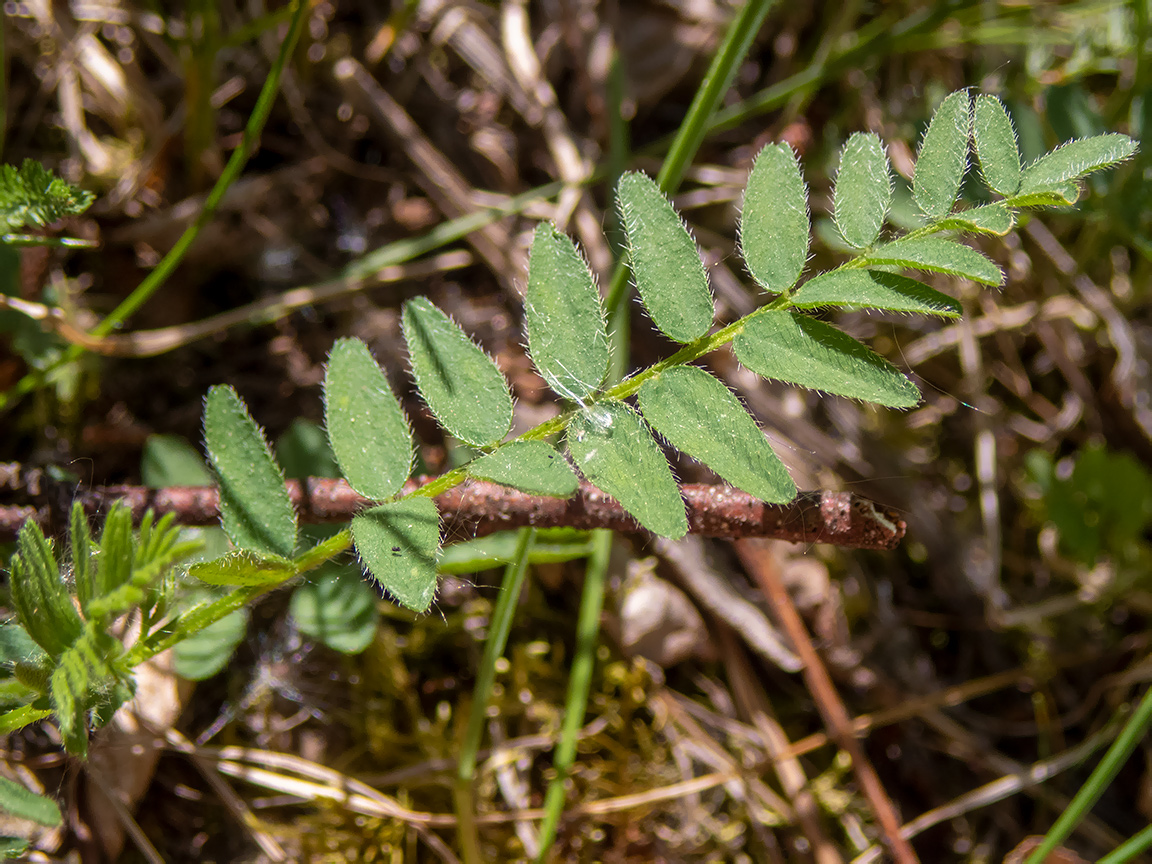 Изображение особи Astragalus danicus.