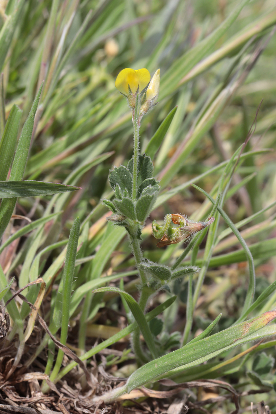 Изображение особи Medicago disciformis.