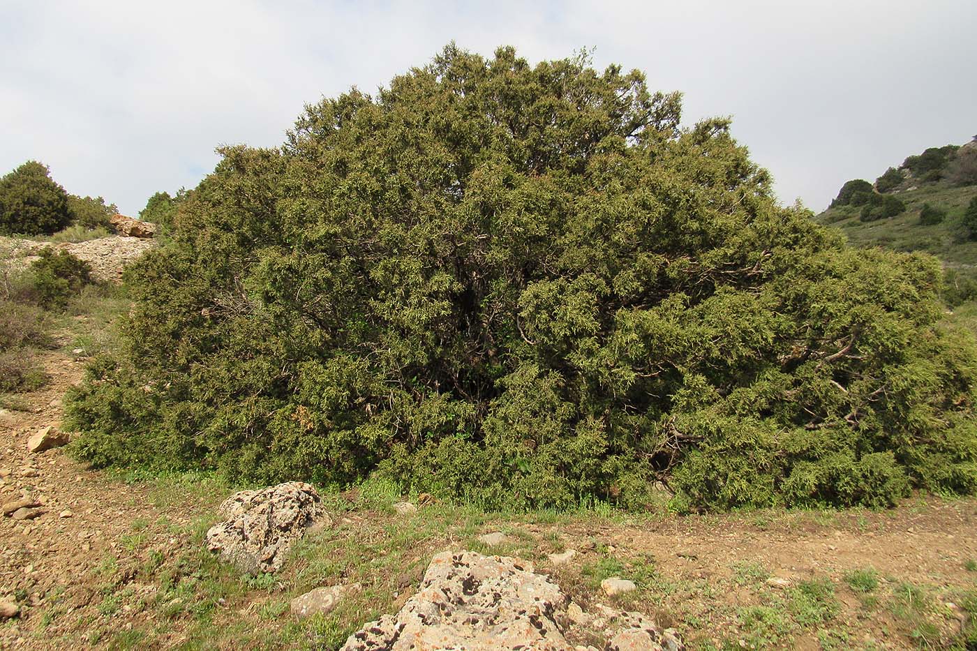 Image of Juniperus seravschanica specimen.