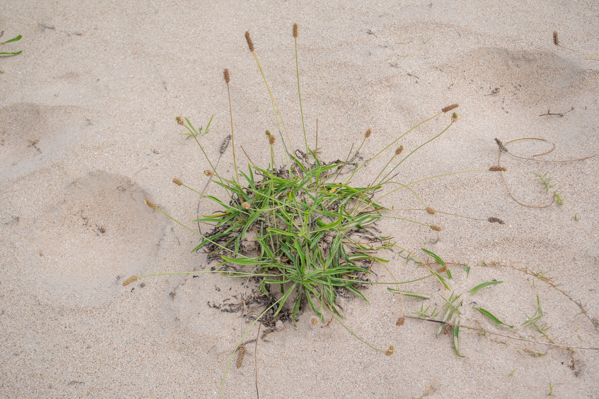 Изображение особи Plantago lanceolata.