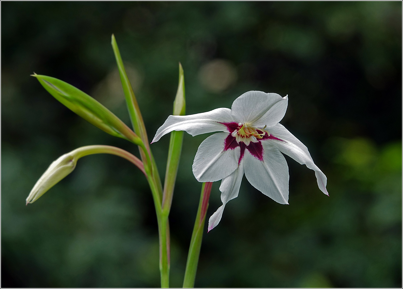 Image of Gladiolus murielae specimen.