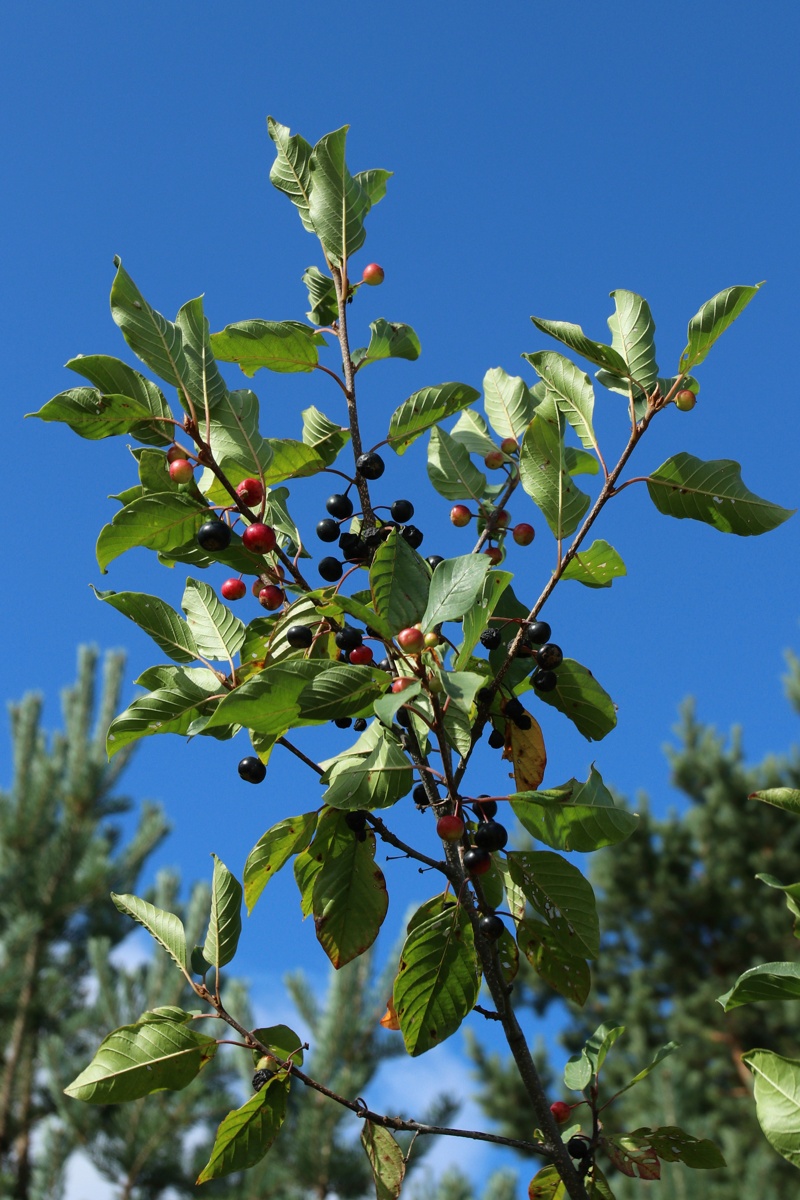 Изображение особи Frangula alnus.