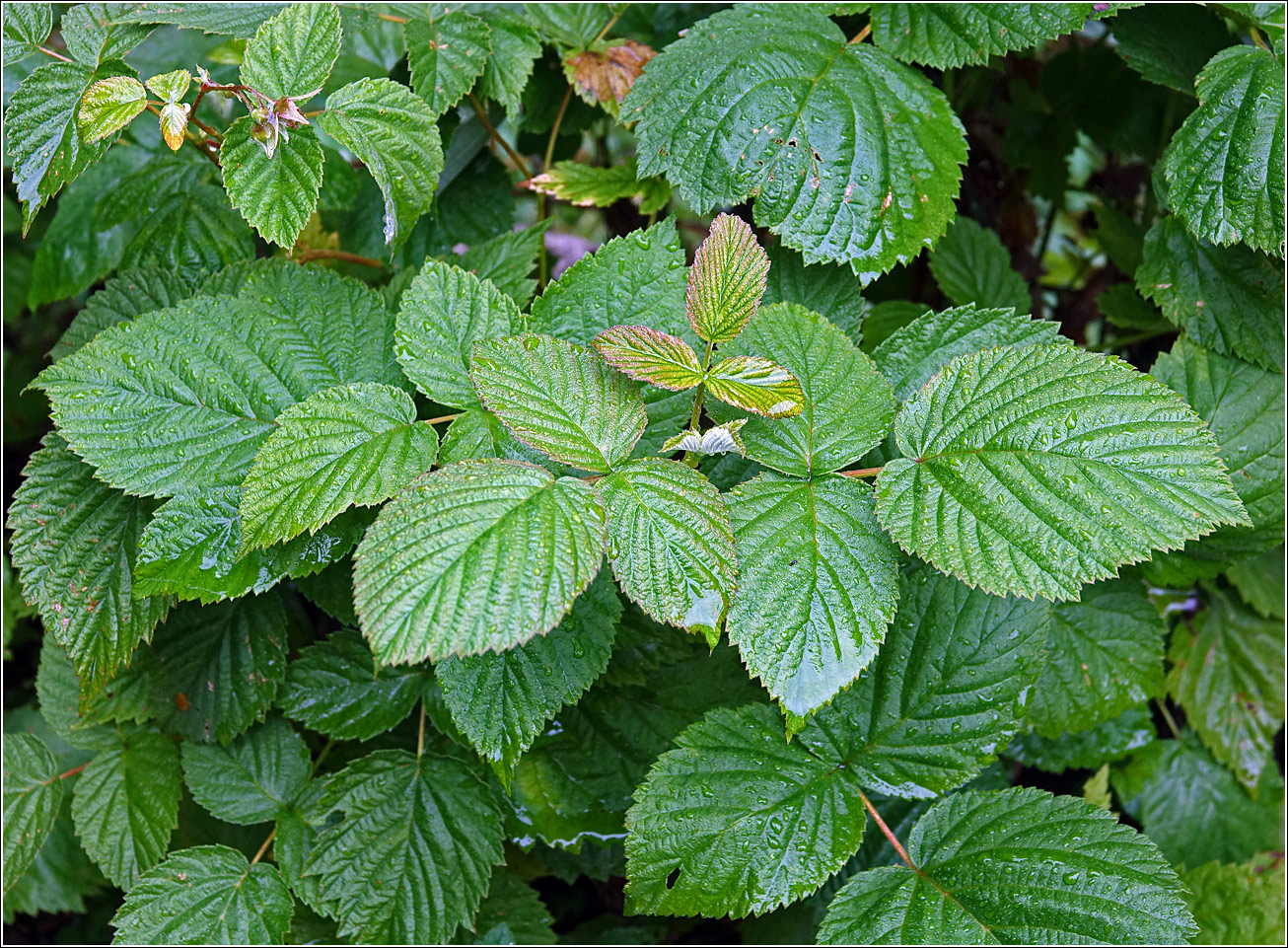 Изображение особи Rubus idaeus.