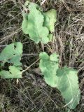 Arctium tomentosum