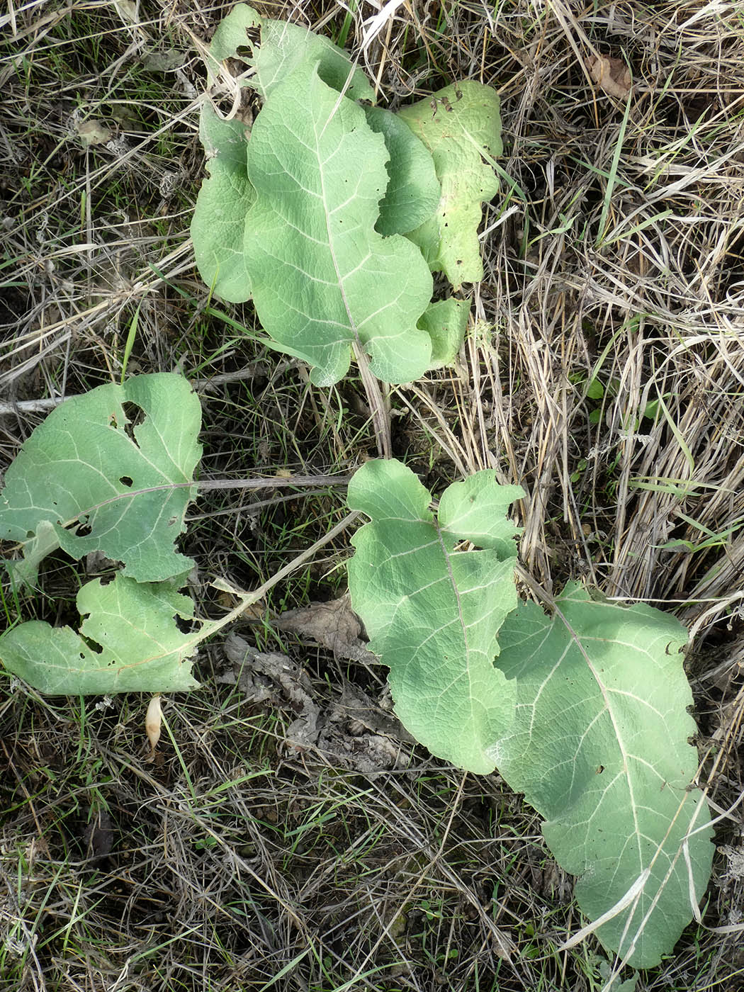 Image of Arctium tomentosum specimen.