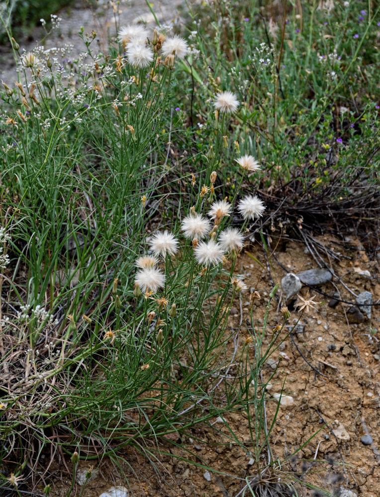 Image of genus Scorzonera specimen.