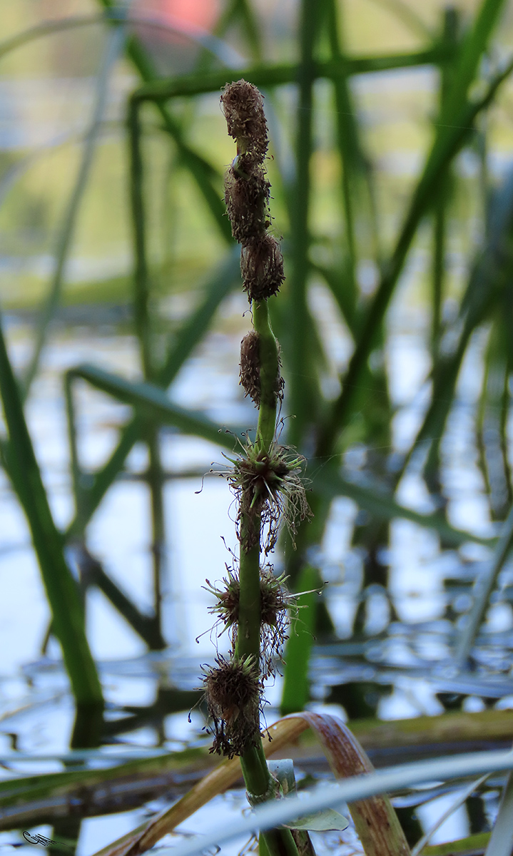 Image of Sparganium &times; longifolium specimen.