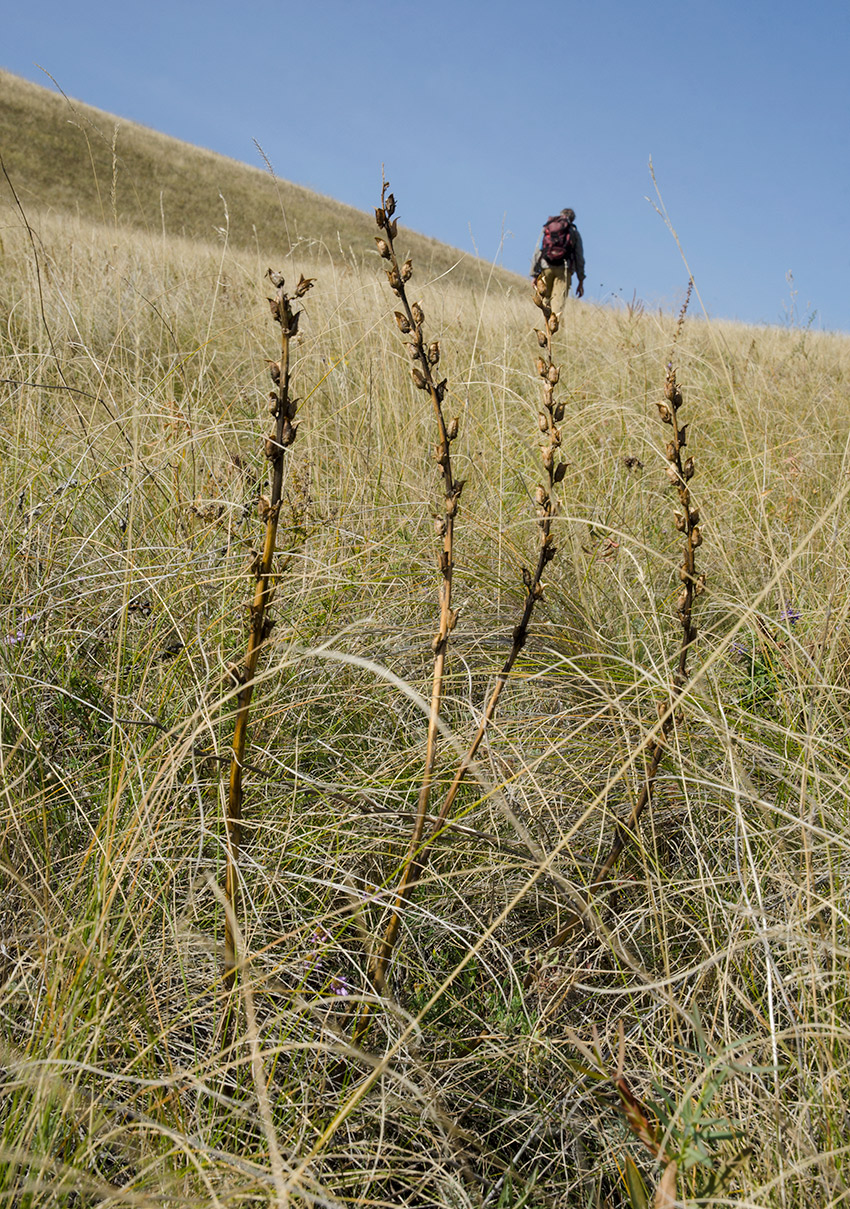 Изображение особи род Pedicularis.