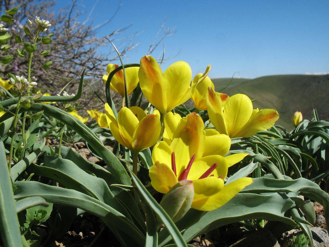 Image of Tulipa lemmersii specimen.