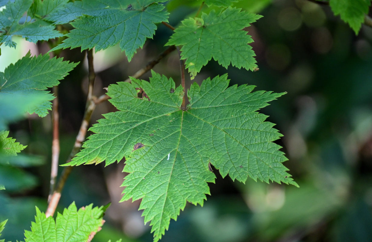 Image of Acer ukurunduense specimen.