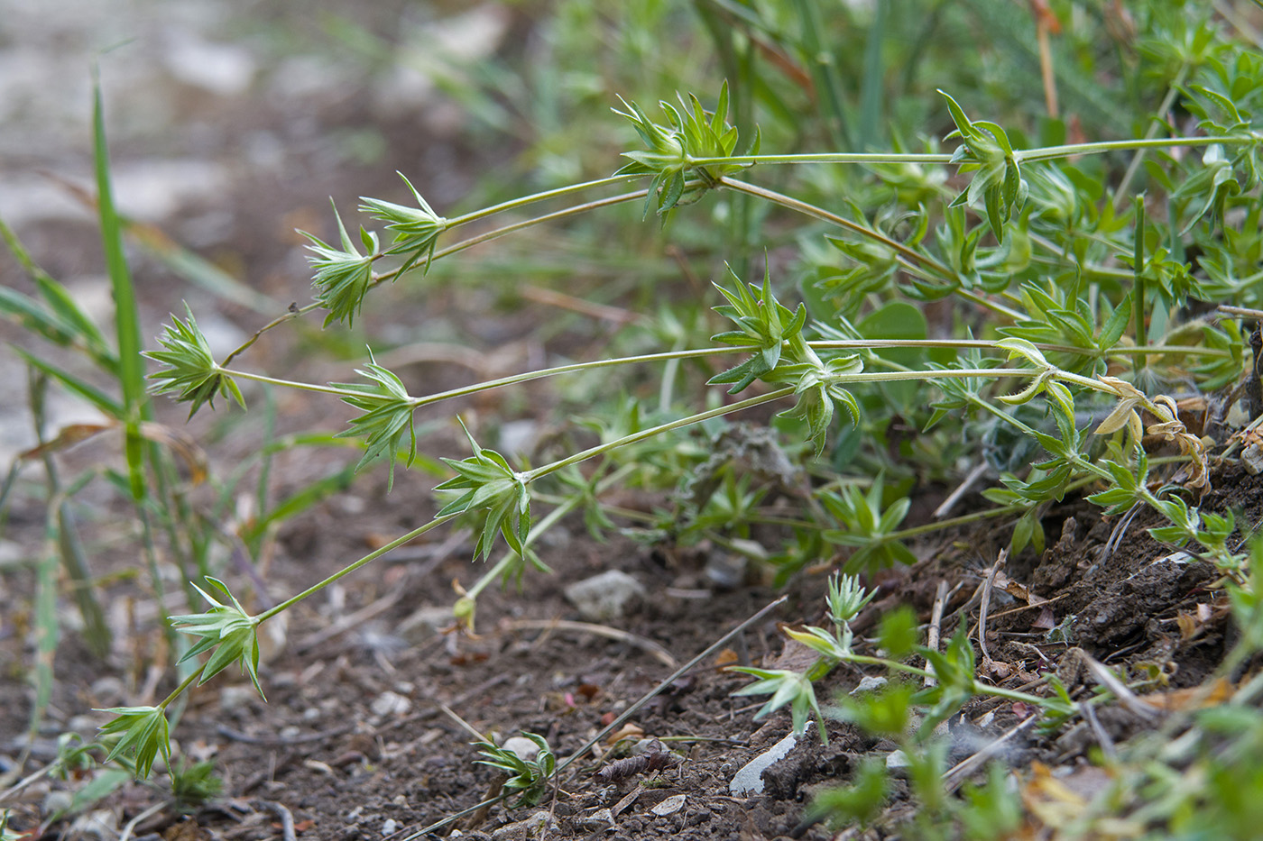 Image of Sherardia arvensis specimen.