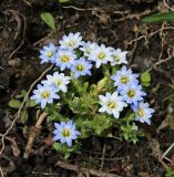 Gentiana squarrosa