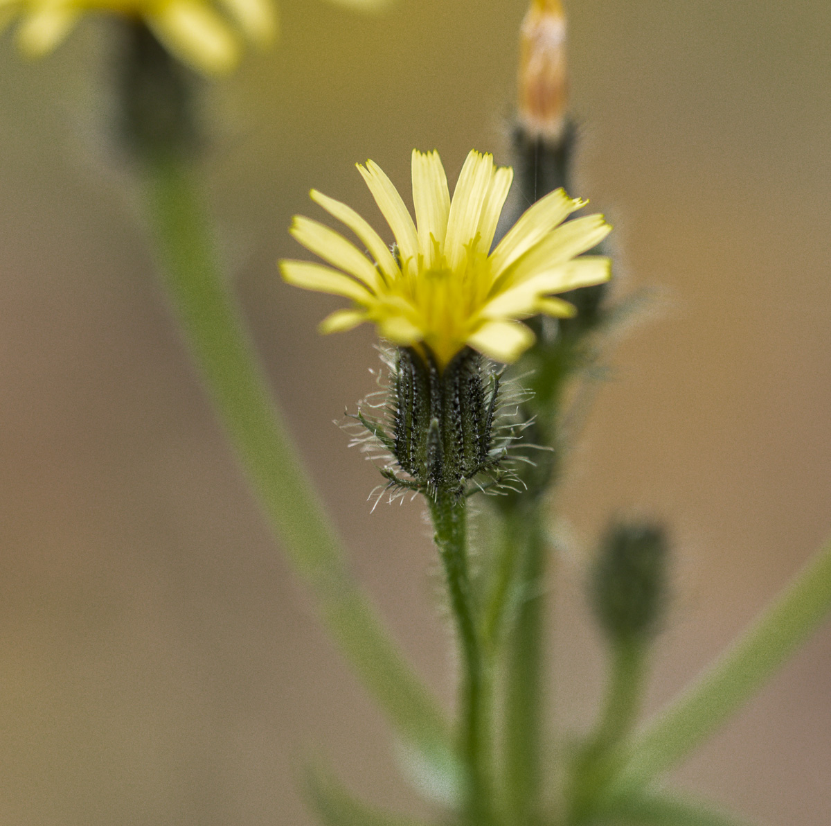 Изображение особи Picris japonica.