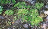 Смотреть изображение Jovibarba globifera