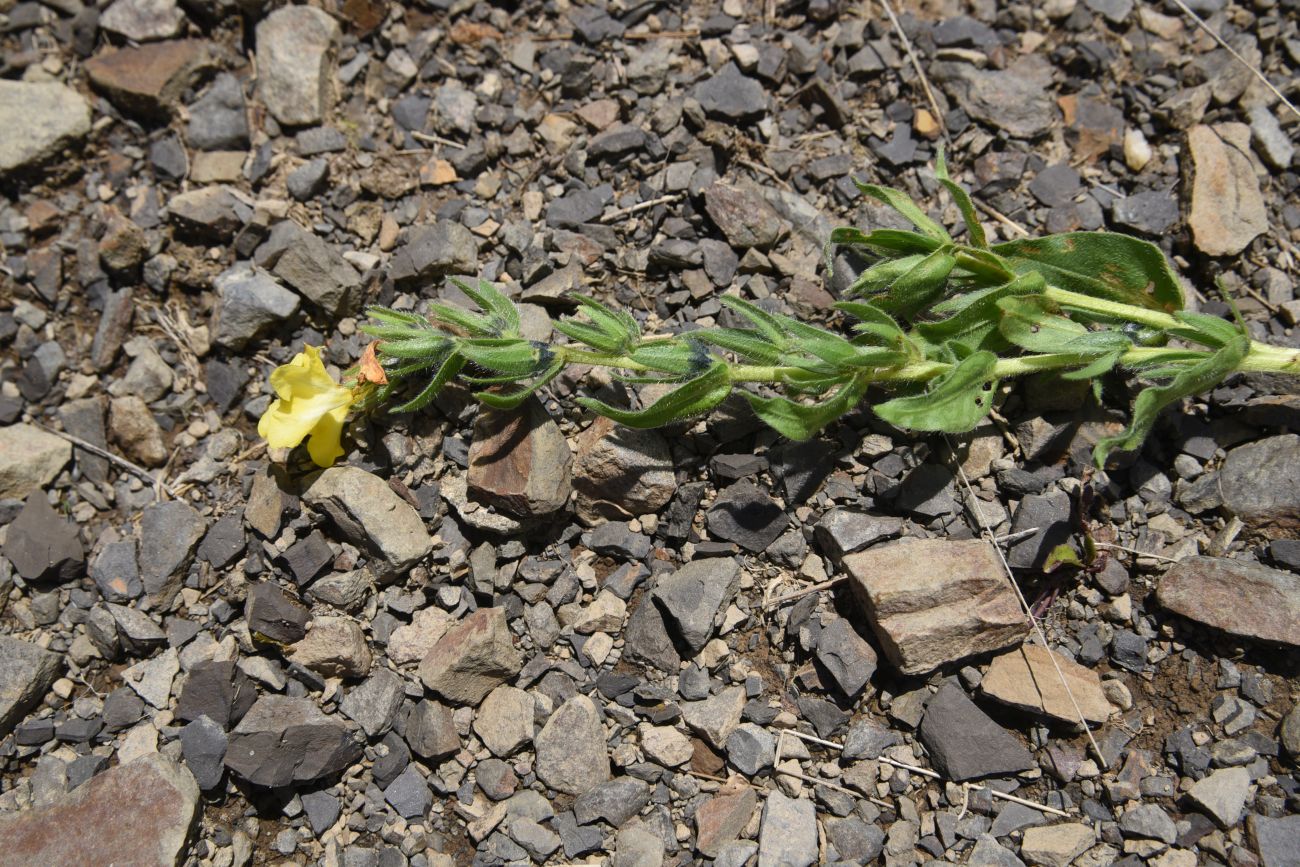 Image of Huynhia pulchra specimen.