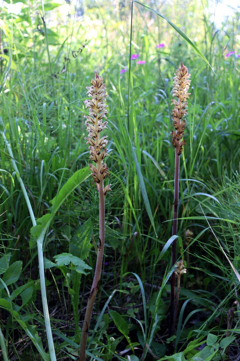 Image of Orobanche pallidiflora specimen.