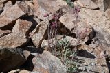 Silene microphylla